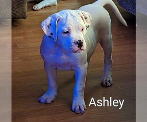 American Bulldog Puppy for sale in BLACKSBURG, SC, USA