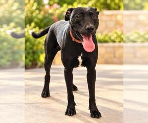Labrador Retriever-Unknown Mix Dogs for adoption in Rockwall, TX, USA