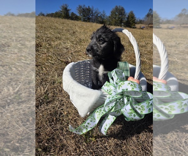 Medium Photo #2 Anatolian Shepherd-Sheepadoodle Mix Puppy For Sale in ALEXANDER, NC, USA