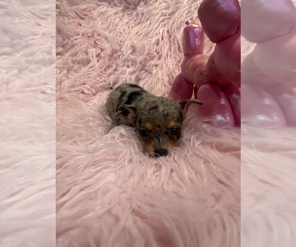 Medium Photo #2 Chihuahua Puppy For Sale in SHERMAN, TX, USA
