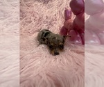 Small Photo #2 Chihuahua Puppy For Sale in SHERMAN, TX, USA