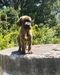 Small Photo #4 Cane Corso Puppy For Sale in HILLSBORO, OR, USA