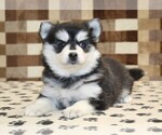 Small #1 Pomsky