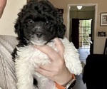 Puppy Tillie Bichpoo-Poodle (Miniature) Mix