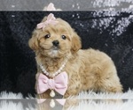 Small #4 Maltipoo