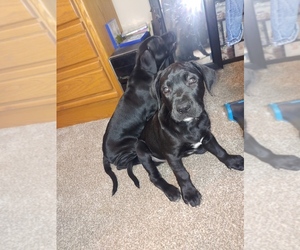Labrador Retriever Puppy for sale in BLOOMINGTON, MN, USA