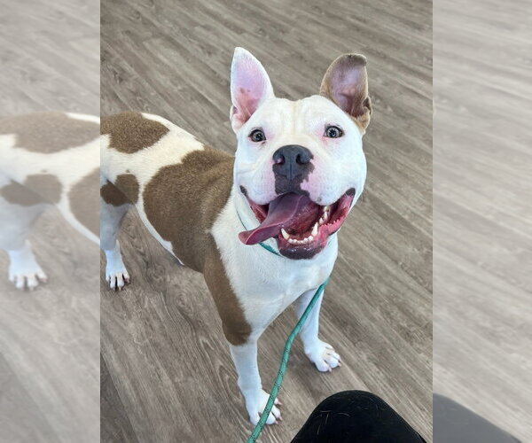 Medium Photo #5 American Bulldog-American Staffordshire Terrier Mix Puppy For Sale in Brewster, NY, USA