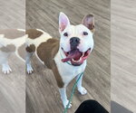Small #4 American Bulldog-American Staffordshire Terrier Mix