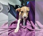 ARCHIE - Male American Staffordshire Terrier-Unknown Mix Dog for Adoption - Small photo
