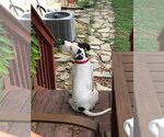 Small Photo #23 American Pit Bull Terrier Puppy For Sale in Spotsylvania, VA, USA