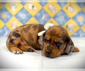 Dachshund Puppy for sale in WINNSBORO, LA, USA