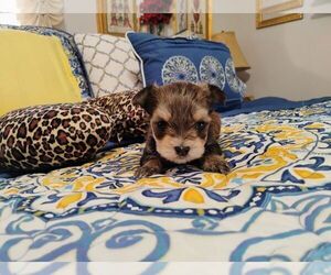 Morkie Puppy for sale in VIRGINIA BEACH, VA, USA