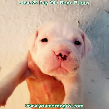 Medium Photo #35 Dogo Argentino Puppy For Sale in PINEVILLE, MO, USA