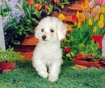 Image preview for Ad Listing. Nickname: NELLIE
