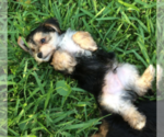 Small Photo #7 Morkie Puppy For Sale in NEW PORT RICHEY, FL, USA