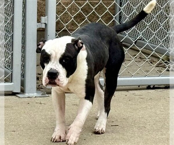 Medium Photo #1 American Pit Bull Terrier Puppy For Sale in Aurora, IL, USA