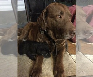 Father of the Chesapeake Bay Retriever-Unknown Mix puppies born on 04/04/2018