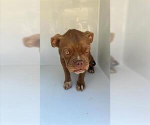 French Bulldog-Unknown Mix Dogs for adoption in Houston, TX, USA