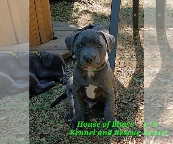 Medium Photo #12 American Pit Bull Terrier Puppy For Sale in DELAWARE, OH, USA