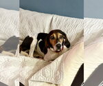 Small Photo #4 Coonhound Puppy For Sale in Tampa, FL, USA
