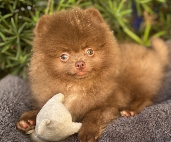 Medium Photo #1 Pomeranian Puppy For Sale in SUNNY ISL BCH, FL, USA