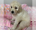 Small Photo #4 Labradoodle Puppy For Sale in PIERSON, FL, USA