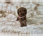 Puppy Pink Collar Poodle (Miniature)