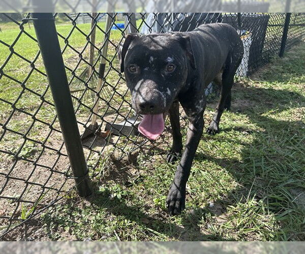 Medium Photo #2 Labrador Retriever Puppy For Sale in Tavares, FL, USA