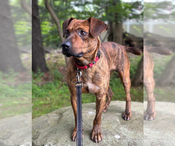 Medium Photo #5 Mountain Cur-Unknown Mix Puppy For Sale in Westwood, NJ, USA