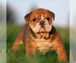 Small #3 Bulldog