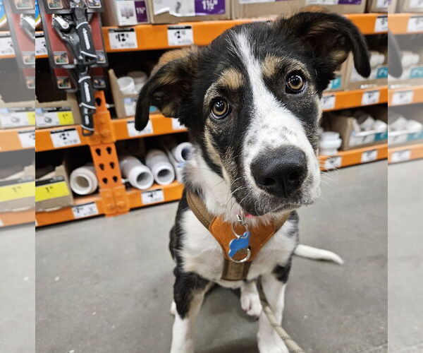 Medium Photo #2 Collie-Unknown Mix Puppy For Sale in Fargo, ND, USA
