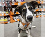 Small #1 Collie Mix
