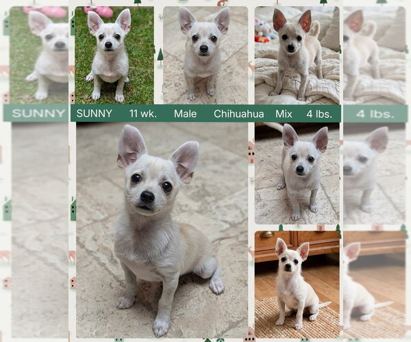 Medium Photo #1 Chihuahua-Unknown Mix Puppy For Sale in Mesa, AZ, USA