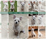 SUNNY - Male Chihuahua-Unknown Mix Dog for Adoption - Small photo