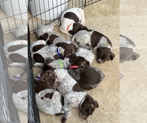 German Shorthaired Pointer Puppy for sale in FORT LAUDERDALE, FL, USA