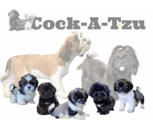 Mother of the Cock-A-Tzu puppies born on 03/29/2024