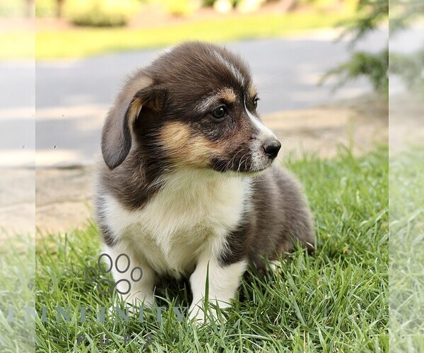 Medium Photo #6 Pembroke Welsh Corgi Puppy For Sale in ATGLEN, PA, USA