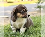 Small #5 Pembroke Welsh Corgi