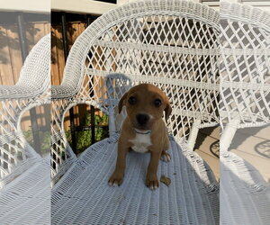 Mutt Dogs for adoption in Garden City, NY, USA