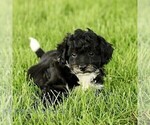 Small Poovanese