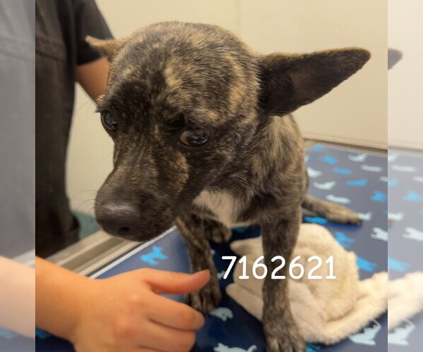 Medium Photo #1 Chihuahua Puppy For Sale in Chico, CA, USA