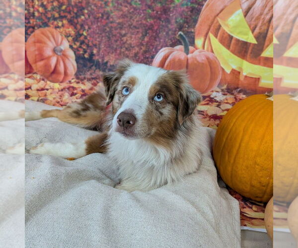 Medium Photo #4 Australian Shepherd Puppy For Sale in Vail, AZ, USA