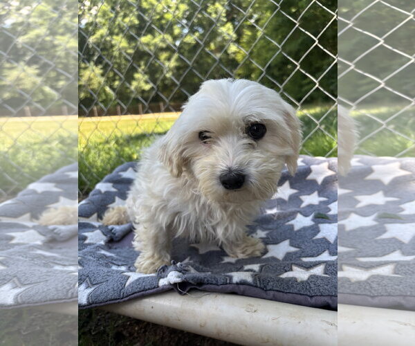 Medium Photo #7 Maltese Puppy For Sale in Pacolet, SC, USA