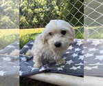 Small #6 Maltese