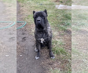 Father of the Cane Corso puppies born on 11/16/2022