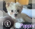 Small #2 Maltese Mix