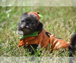 Shih Tzu Puppy for sale in PALM COAST, FL, USA