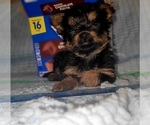 Small Photo #317 Yorkshire Terrier Puppy For Sale in AKRON, OH, USA