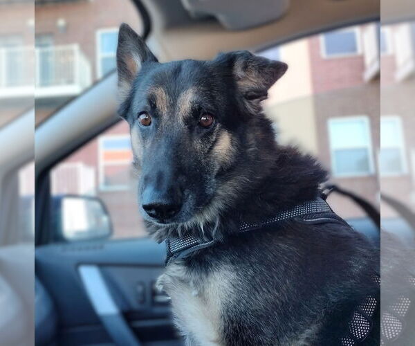 Medium Photo #5 German Shepherd Dog Puppy For Sale in Fargo, ND, USA