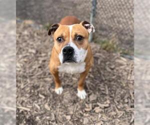 Mutt Dogs for adoption in Saginaw, MI, USA